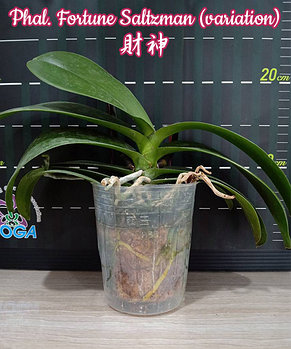 Орхидея азиатская. Под Заказ! Phal. Fortune Saltzman (variation). Размер: 3.5"., фото 2