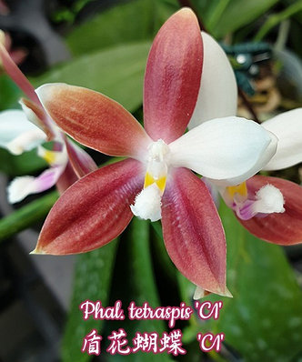 Орхидея азиатская. Под Заказ! Phal. tetraspis "C1". Размер: 2.5"., фото 2