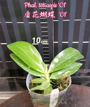 Орхидея азиатская. Под Заказ! Phal. tetraspis "C1". Размер: 2.5"., фото 2