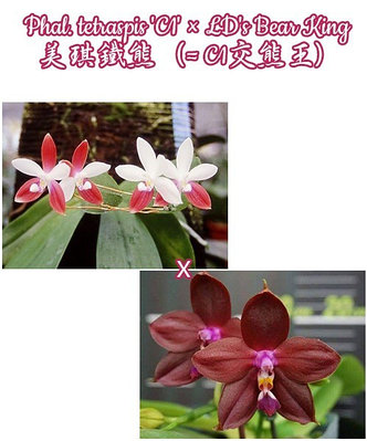 Орхидея азиатская. Под Заказ! Phal. tetraspis "C1" × LD's Bear King. Размер: 2.5" / 3"., фото 2