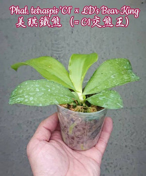 Орхидея азиатская. Под Заказ! Phal. tetraspis "C1" × LD's Bear King. Размер: 2.5" / 3"., фото 2
