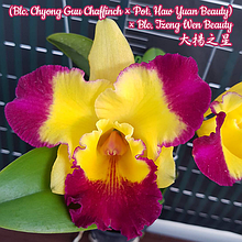 Орхидея азиатская. Под Заказ! Blc. Chyong Guu Chaffinch × Pot. Haw Yuan Beauty. Размер: 3".