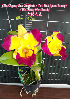Орхидея азиатская. Под Заказ! Blc. Chyong Guu Chaffinch × Pot. Haw Yuan Beauty. Размер: 3"., фото 2