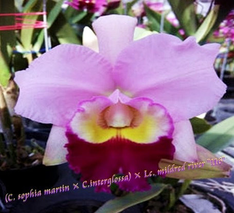 Орхидея азиатская. Под Заказ! C. sophia martin × C.interglossa × Lc. mildred river "116". Размер: 3.5"., фото 2