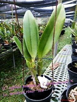 Орхидея азиатская. Под Заказ! C. sophia martin × C.interglossa × Lc. mildred river "116". Размер: 3.5"., фото 2
