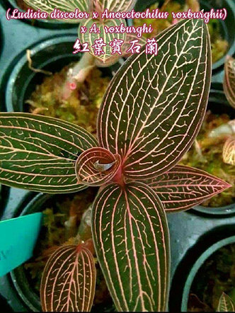 Орхидея азиатская. Под Заказ! Ludisia discolor x Anoectochilus roxburghii x A. roxburghi. Размер: 2"., фото 2