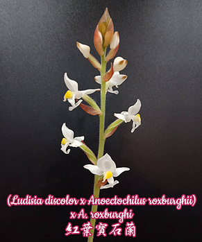 Орхидея азиатская. Под Заказ! Ludisia discolor x Anoectochilus roxburghii x A. roxburghi. Размер: 2"., фото 2