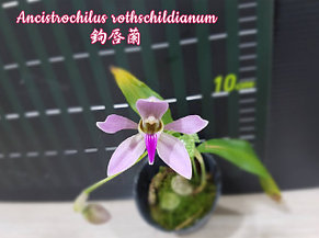 Орхидея азиатская. Под Заказ! Ancistrochilus rothschildianum. Размер: 2.5"., фото 2
