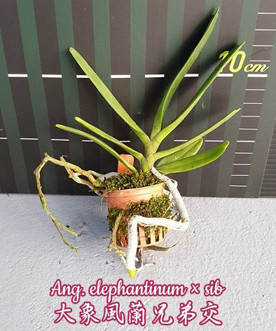 Орхидея азиатская. Под Заказ! Ang. elephantinum × sib. Размер: 1.5"., фото 2
