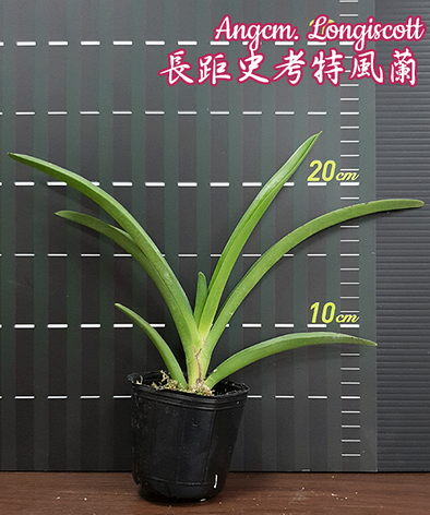Орхидея азиатская. Под Заказ! Angcm. Longiscott. Размер: 2.5"., фото 2
