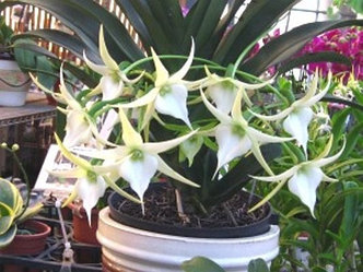 Орхидея азиатская. Под Заказ! Angraecum Crestwood "Tomorrow Star". Размер: 5"., фото 2