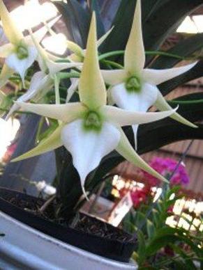 Орхидея азиатская. Под Заказ! Angraecum Crestwood "Tomorrow Star". Размер: 5"., фото 2