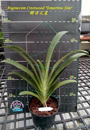 Орхидея азиатская. Под Заказ! Angraecum Crestwood "Tomorrow Star". Размер: 5"., фото 2