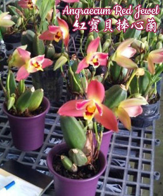 Орхидея азиатская. Под Заказ! Angraecum Red Jewel. Размер: 3.5"., фото 2