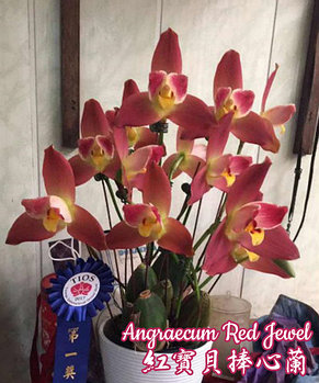 Орхидея азиатская. Под Заказ! Angraecum Red Jewel. Размер: 3.5"., фото 2