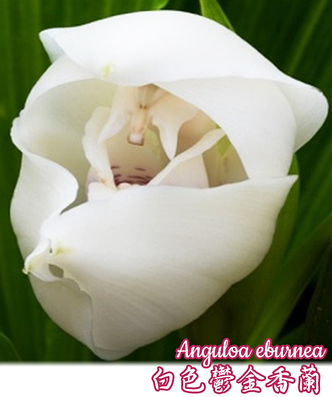 Орхидея азиатская. Под Заказ! Anguloa eburnea. Размер: 1.5"., фото 2