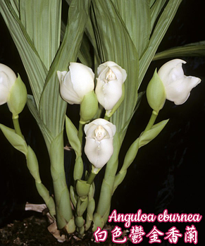 Орхидея азиатская. Под Заказ! Anguloa eburnea. Размер: 1.5"., фото 2