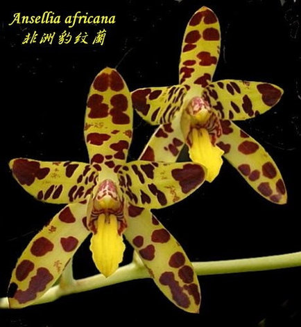 Орхидея азиатская. Под Заказ! Ansellia africana. Размер: 3"., фото 2