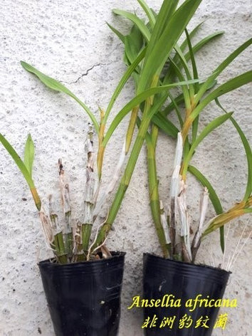 Орхидея азиатская. Под Заказ! Ansellia africana. Размер: 3"., фото 2