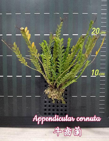 Орхидея азиатская. Под Заказ! Appendicula cornuta. Размер: bare root., фото 2