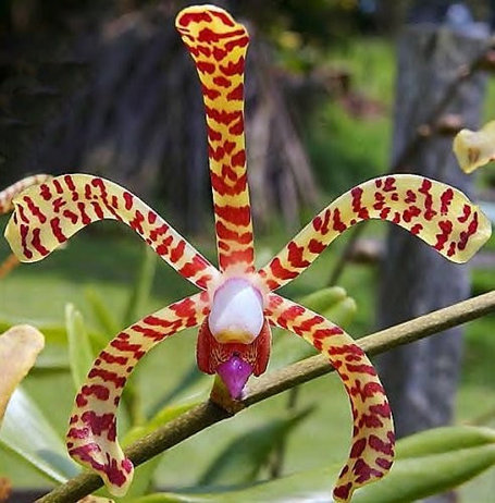 Орхидея азиатская. Под Заказ! Arachnis Maggie Oei (variegata). Размер: 2.5"., фото 2