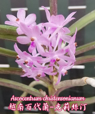 Орхидея азиатская. Под Заказ! Ascocentrum christensonianum. Размер: 2.5"., фото 2