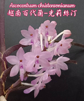 Орхидея азиатская. Под Заказ! Ascocentrum christensonianum. Размер: 2.5"., фото 2