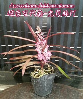 Орхидея азиатская. Под Заказ! Ascocentrum christensonianum. Размер: 2.5"., фото 2