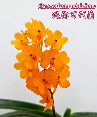 Орхидея азиатская. Под Заказ! Ascocentrum miniatum. Размер: 2.5"., фото 2