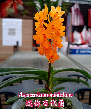 Орхидея азиатская. Под Заказ! Ascocentrum miniatum. Размер: 2.5"., фото 2