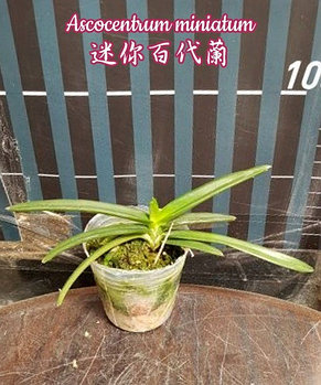 Орхидея азиатская. Под Заказ! Ascocentrum miniatum. Размер: 2.5"., фото 2