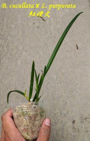 Орхидея азиатская. Под Заказ! B. Amethyst (=B. cucullata × L. purpurata). Размер: 2.5"., фото 2