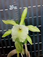 Орхидея азиатская. Под Заказ! B. Aristocrat (= B. glauca x B .digbyana). Размер: 3".
