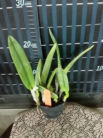 Орхидея азиатская. Под Заказ! B. Aristocrat (= B. glauca x B .digbyana). Размер: 3"., фото 2