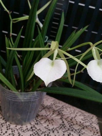 Орхидея азиатская. Под Заказ! B. cordata × sib. Размер: 2.5"., фото 2