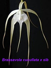 Орхидея азиатская. Под Заказ! B. cucullata × sib. Размер: 1.7".