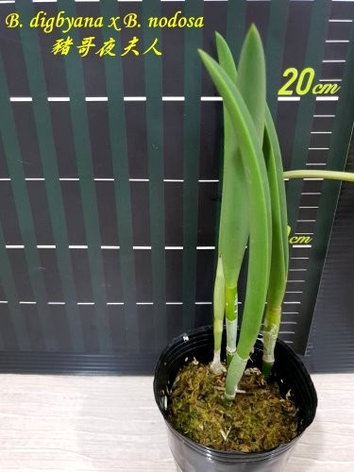 Орхидея азиатская. Под Заказ! B. digbyana x B. nodosa. Размер: 2.5"., фото 2