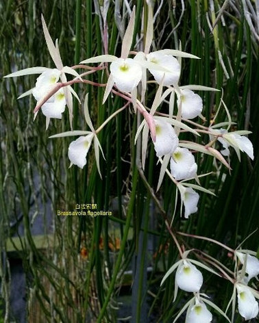 Орхидея азиатская. Под Заказ! B. flagellaris × sib. Размер: 2.5"., фото 2
