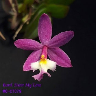 Орхидея азиатская. Под Заказ! Bard. Sister My Love. Размер: 2.5"., фото 2