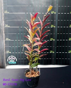 Орхидея азиатская. Под Заказ! Bard. Sister My Love. Размер: 2.5"., фото 2