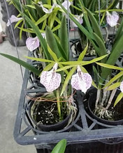 Орхидея азиатская. Под Заказ! Bc. Binosa. Размер: 3.5".