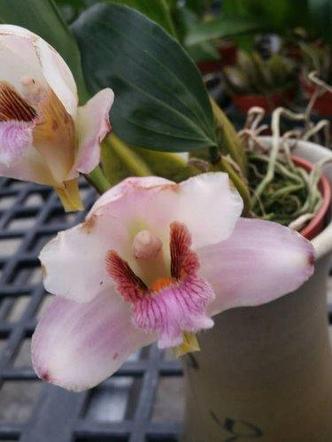 Орхидея азиатская. Под Заказ! Bifrenaria harrisoniae var. semi-alba. Размер: 3.5"., фото 2