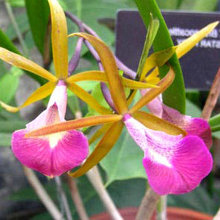 Орхидея Брассокаттлея (Bc.)