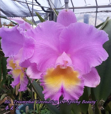 Орхидея азиатская. Под Заказ! Blc. Triumphal Coronation "CT-Spring Beauty". Размер: 3"., фото 2