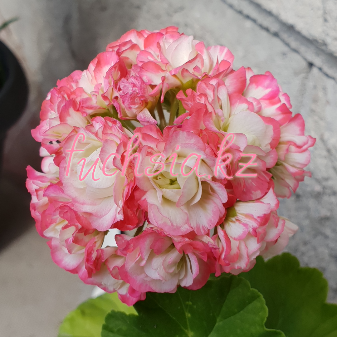Apple Blossom Rosebud/розебуд / укор.черенок