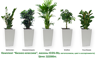 Экспресс - озеленение, комплект «Бизнес классика»