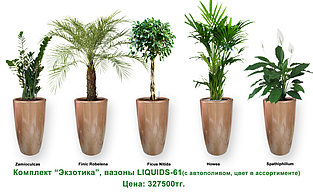 Экспресс - озеленение, комплект «Экзотика»