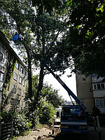 Профессиональная пилка деревьев