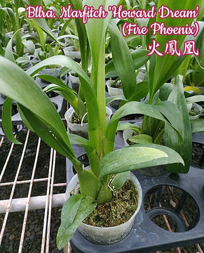 Орхидея азиатская. Под Заказ! Bllra. Marfitch "Howard Dream" (Fire Phoenix). Размер: 2.5" / 3"., фото 2