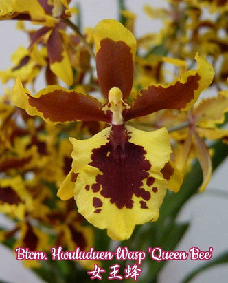 Орхидея азиатская. Под Заказ! Btcm. Hwuluduen Wasp "Queen Bee". Размер: 2.5" / 3"., фото 2